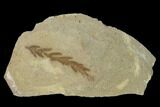 Dawn Redwood (Metasequoia) Fossil - Montana #135726-1